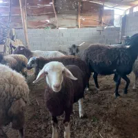 گوسفند زنده قصابی و نذری موجود میباشد|حیوانات مزرعه|فومن, |دیوار