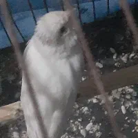 جفت قناری|پرنده|بندرعباس, |دیوار