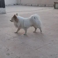 سگ پامرین روباهی بازی گوش.|سگ|قرچک, مهدیه|دیوار