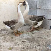 قوقاز(غوغاز) و اردک روسی(اردک خارجی)|حیوانات مزرعه|شوشتر, |دیوار