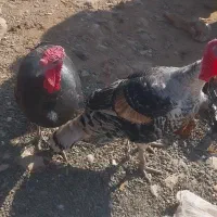 ۶عدد‌دوسال‌محلی|حیوانات مزرعه|بوکان, |دیوار