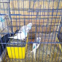 مرغ عشق