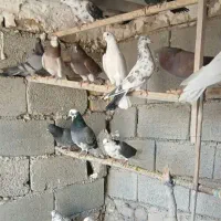 کبوتر پرشی بشرط ضمانت ساعت بالا|پرنده|ماهدشت, |دیوار