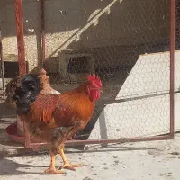 خروس جوان درجه یک|حیوانات مزرعه|یزد, |دیوار