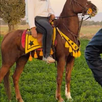 اسب مادیان درهشور