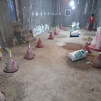 فروش کود مرغ|خدمات باغبانی و درختکاری|سوق, |دیوار