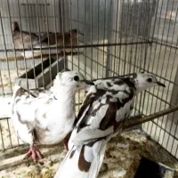 کبوتر کاکلی ابلغ