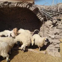 میش. بره. بز|حیوانات مزرعه|کشکوئیه, |دیوار