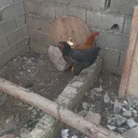 فروس دو عدد مرغ محلی دونه  ۵۰۰