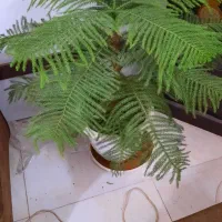 کاج تزئینی مطبق (۵طبقه)
