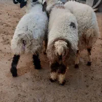 چهار عدد گوسفند نر