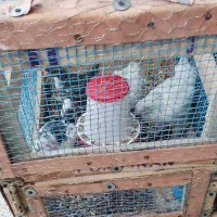 قفس پرنده و جوجه