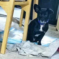 پامر اشپیتز