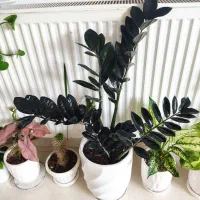 گمشده|اشیا|ارومیه, |دیوار