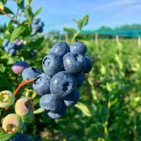 ـ نهـال بلوبری دوک