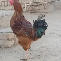 خروس|حیوانات مزرعه|فیروزه, |دیوار