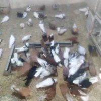 کبوتر نقشی زینتی سرخ قیل|پرنده|شهرضا, |دیوار