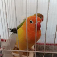 طوطی بریزیلی جفت