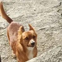 پامرر‌باهی|سگ|نوشهر, |دیوار