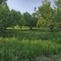 فروش-11-جریب-باغ-سیب-18-ساله-ثمرده-با-سند-6-دانگ