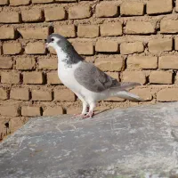 ساده|پرنده|شاهرود, |دیوار