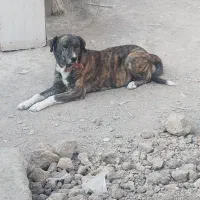 سگ لاس شکم طلا