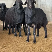 چوپان لازم دارم