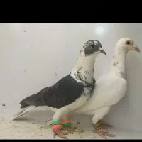 کبوتر پلنگ و خارا