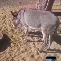 الاغ فروشی|حیوانات مزرعه|سیرجان, |دیوار