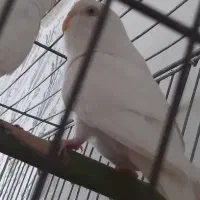 مرغ عشق نر جوان|پرنده|سرپل ذهاب, |دیوار