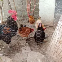 حیوانات مزرعه