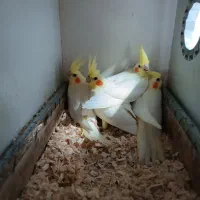 عروس هلندی دوماهه ۳ماهه|پرنده|فومن, |دیوار