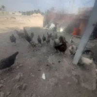 تعداد ۱۰۰ عدد مرغ جوجه