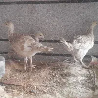 بوقلمون سه ماهه|حیوانات مزرعه|اندیمشک, |دیوار