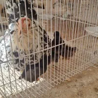 مرغ گلین پنگوئنی با 6تا جوجه|حیوانات مزرعه|مشهد, کوه سنگی|دیوار