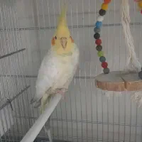 عروس لوتینو نر