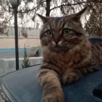 کمپ نگهداری از گربه های بی سر پناه