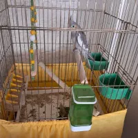 عروس هلندی|پرنده|پاکدشت, پاکدشت (مامازند)|دیوار