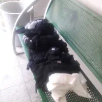 کش تریکو اماده دوخت ک۳۰۰