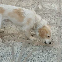 سگ پامر تربیت شده