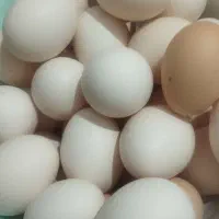 تخم مرغ محلی نطفه دار  دو رگه