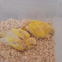 جوجه راهب لوتینو
