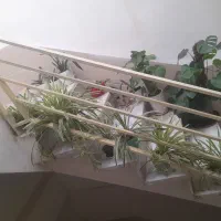 گل گندم گل گندمی|گل و گیاه طبیعی|الوند, |دیوار