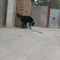 واگذاری توله