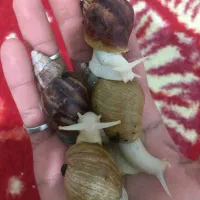 حلزون|خزنده|تهران, امین حضور|دیوار