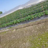 زمین-208-متری-پشت-اندیشه