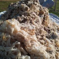 پشم گوسفند