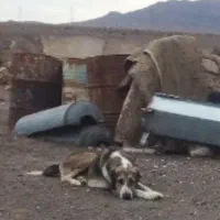 یک سگ گله ای|سگ|سمنان, |دیوار