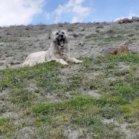 سگ سرابی قدیم