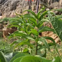 علف کوستانی برای فروش